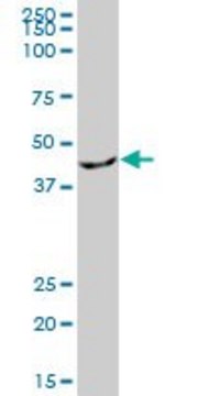 Anti-EIF2B2 antibody produced in mouse purified immunoglobulin, buffered aqueous solution