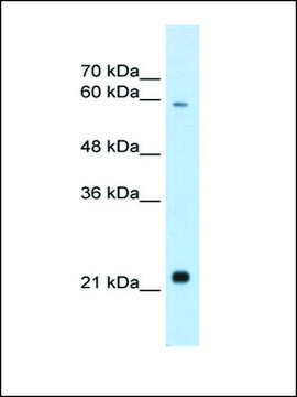 Anti-RBPJL antibody produced in rabbit IgG fraction of antiserum
