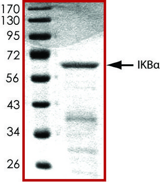 I?B&#945;, GST tagged human recombinant, expressed in E. coli, &#8805;70% (SDS-PAGE), buffered aqueous glycerol solution