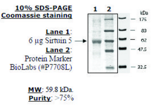 Sirtuin 5 human recombinant, expressed in E. coli, &#8805;50% (SDS-PAGE)