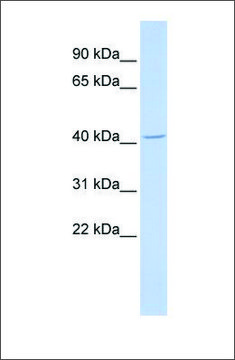 Anti-ALX4 antibody produced in rabbit affinity isolated antibody