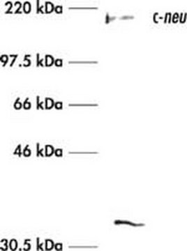 Anti-c-ErbB2/c-Neu (Ab-3) Mouse mAb (3B5) liquid, clone 3B5, Calbiochem&#174;