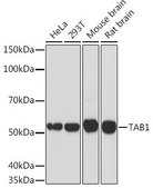 Anti-TAB1 antibody produced in rabbit