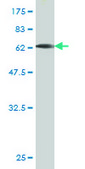 Monoclonal Anti-BGN antibody produced in mouse clone 4E1-1G7, purified immunoglobulin, buffered aqueous solution