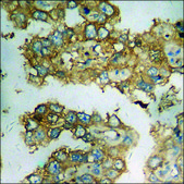 Anti-phospho-p300 (pSer89) antibody produced in rabbit affinity isolated antibody