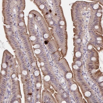 Anti-PRSS33 antibody produced in rabbit Prestige Antibodies&#174; Powered by Atlas Antibodies, affinity isolated antibody, buffered aqueous glycerol solution