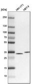 Anti-TBCB antibody produced in rabbit Prestige Antibodies&#174; Powered by Atlas Antibodies, affinity isolated antibody, buffered aqueous glycerol solution