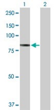 Anti-PFKP antibody produced in rabbit purified immunoglobulin, buffered aqueous solution