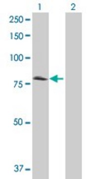 Anti-CD97 antibody produced in mouse purified immunoglobulin, buffered aqueous solution