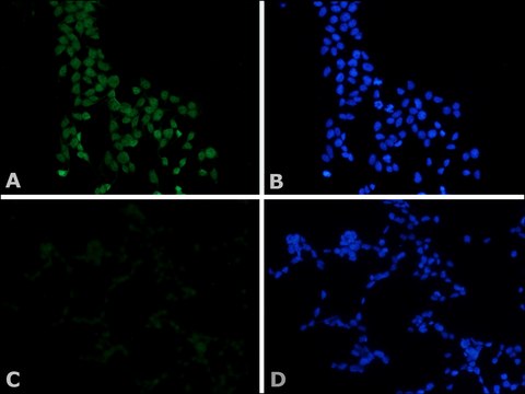 Monoclonal Anti-c-Myc&#8722;FITC antibody produced in mouse clone 9E10, purified immunoglobulin, buffered aqueous solution