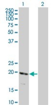 Monoclonal Anti-RNF122 antibody produced in mouse clone 5E5, purified immunoglobulin, buffered aqueous solution