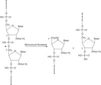 Nuclease micrococcal from Staphylococcus aureus With reaction buffer and BSA solution