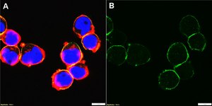 Anti-PSGL-1/CD162 Antibody, clone KPL-1 ZooMAb&#174; Mouse Monoclonal recombinant, expressed in HEK 293 cells
