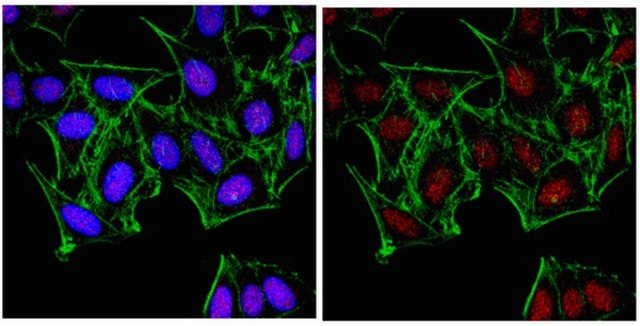 Anti-JMJD1C Antibody from rabbit, purified by affinity chromatography