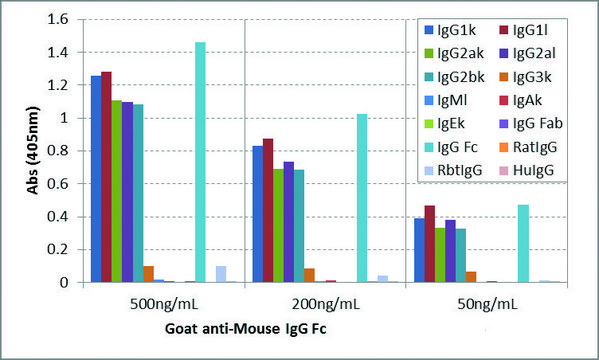 Anti-Mouse IgG Fc-Biotin antibody, Goat monoclonal recombinant, expressed in HEK 293 cells, clone RMG06, purified immunoglobulin