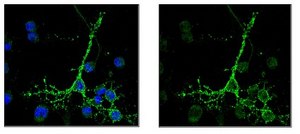 Anti-O4 Antibody, clone 81 clone 81 (mAB O4), Chemicon&#174;, from mouse