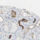 Anti-PROM1 antibody produced in rabbit Prestige Antibodies&#174; Powered by Atlas Antibodies, affinity isolated antibody, buffered aqueous glycerol solution