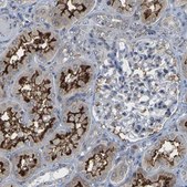 Anti-PDZK1IP1 antibody produced in rabbit Prestige Antibodies&#174; Powered by Atlas Antibodies, affinity isolated antibody, buffered aqueous glycerol solution