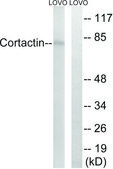 Anti-Cortactin antibody produced in rabbit affinity isolated antibody
