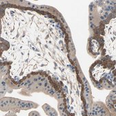 Anti-TNFRSF12A antibody produced in rabbit Prestige Antibodies&#174; Powered by Atlas Antibodies, affinity isolated antibody, buffered aqueous glycerol solution