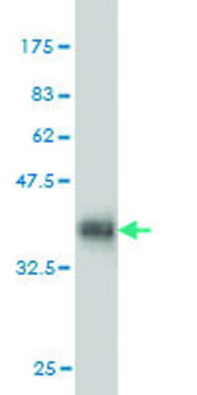 ANTI-ULK2 antibody produced in mouse clone 3H8, purified immunoglobulin, buffered aqueous solution