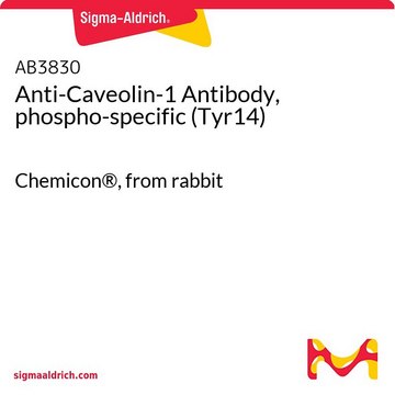 Anti-Caveolin-1 Antibody, phospho-specific (Tyr14) Chemicon&#174;, from rabbit