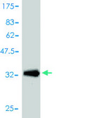 Monoclonal Anti-APOC1 antibody produced in mouse clone 2E2-1A3, purified immunoglobulin, buffered aqueous solution