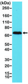 Anti-Neurofilament-l antibody, Rabbit monoclonal recombinant, expressed in HEK 293 cells, clone RM280, purified immunoglobulin