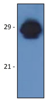 Monoclonal Anti-HLA-DR-DP antibody produced in mouse clone MEM-136, purified immunoglobulin, buffered aqueous solution