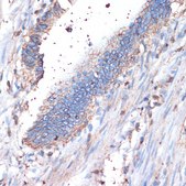 Anti-CD44 antibody produced in rabbit