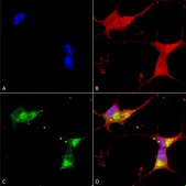 Monoclonal Anti-KCNJ2 antibody produced in mouse clone S112B-14, 1&#160;mg/mL, purified immunoglobulin