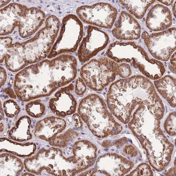 Anti-KCNH3 antibody produced in rabbit Prestige Antibodies&#174; Powered by Atlas Antibodies, affinity isolated antibody, buffered aqueous glycerol solution