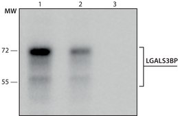Monoclonal Anti-LGALS3BP antibody produced in mouse clone LGALS3BP-A265, culture supernatant
