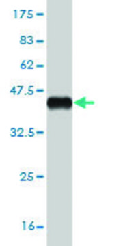 Monoclonal Anti-IL2RA antibody produced in mouse clone 1D6, purified immunoglobulin, buffered aqueous solution