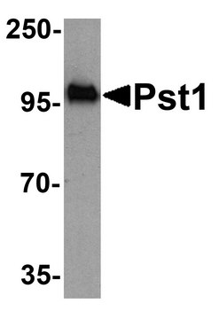 Anti-Pst1 antibody produced in rabbit affinity isolated antibody