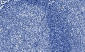 Anti-IRE1α Antibody, clone 1F9 ZooMAb&#174; Rabbit Monoclonal recombinant, expressed in HEK 293 cells