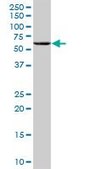 Anti-ANGPTL4 antibody produced in mouse purified immunoglobulin, buffered aqueous solution