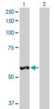 Anti-LAP3 antibody produced in rabbit purified immunoglobulin, buffered aqueous solution