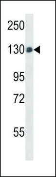 ANTI-PTPN14 (C-TERM) antibody produced in rabbit IgG fraction of antiserum, buffered aqueous solution