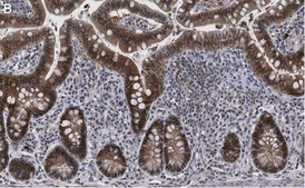 Anti-Caspase-1 (p20) Antibody, clone 2G4 , ZooMAb&#174; Rabbit Monoclonal recombinant, expressed in HEK 293 cells