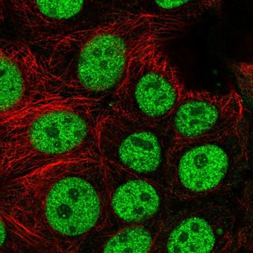 Anti-BCL7C antibody produced in rabbit Prestige Antibodies&#174; Powered by Atlas Antibodies, affinity isolated antibody