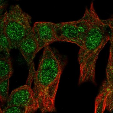 Anti-NR6A1 antibody produced in rabbit Prestige Antibodies&#174; Powered by Atlas Antibodies, affinity isolated antibody