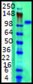 Monoclonal Anti-KCNB1 antibody produced in mouse clone S89-34, 1&#160;mg/mL, purified immunoglobulin