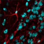 Anti-Mouse IgG (H+L), CF&#8482; 594 antibody produced in goat ~2&#160;mg/mL, affinity isolated antibody