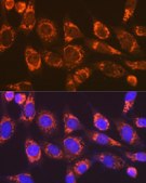 Anti-Smac/Diablo antibody produced in rabbit