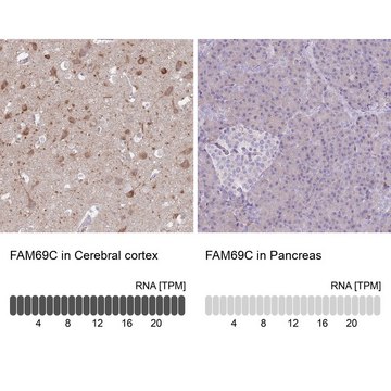 Anti-FAM69C antibody produced in rabbit Prestige Antibodies&#174; Powered by Atlas Antibodies, affinity isolated antibody, buffered aqueous glycerol solution