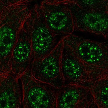 Anti-C12orf57 antibody produced in rabbit Prestige Antibodies&#174; Powered by Atlas Antibodies, affinity isolated antibody