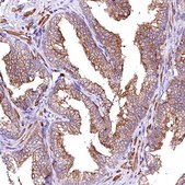 Anti-GPR176 antibody produced in rabbit Prestige Antibodies&#174; Powered by Atlas Antibodies, affinity isolated antibody, buffered aqueous glycerol solution