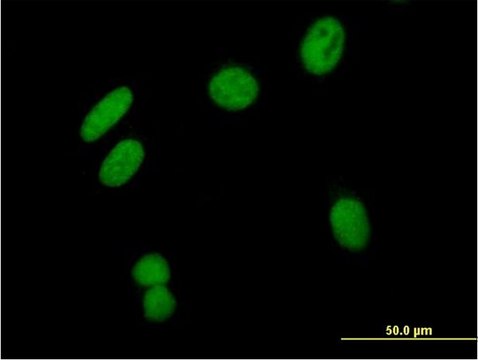 Anti-ZSCAN16 antibody produced in mouse purified immunoglobulin, buffered aqueous solution
