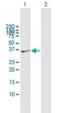 Anti-SDSL antibody produced in mouse purified immunoglobulin, buffered aqueous solution